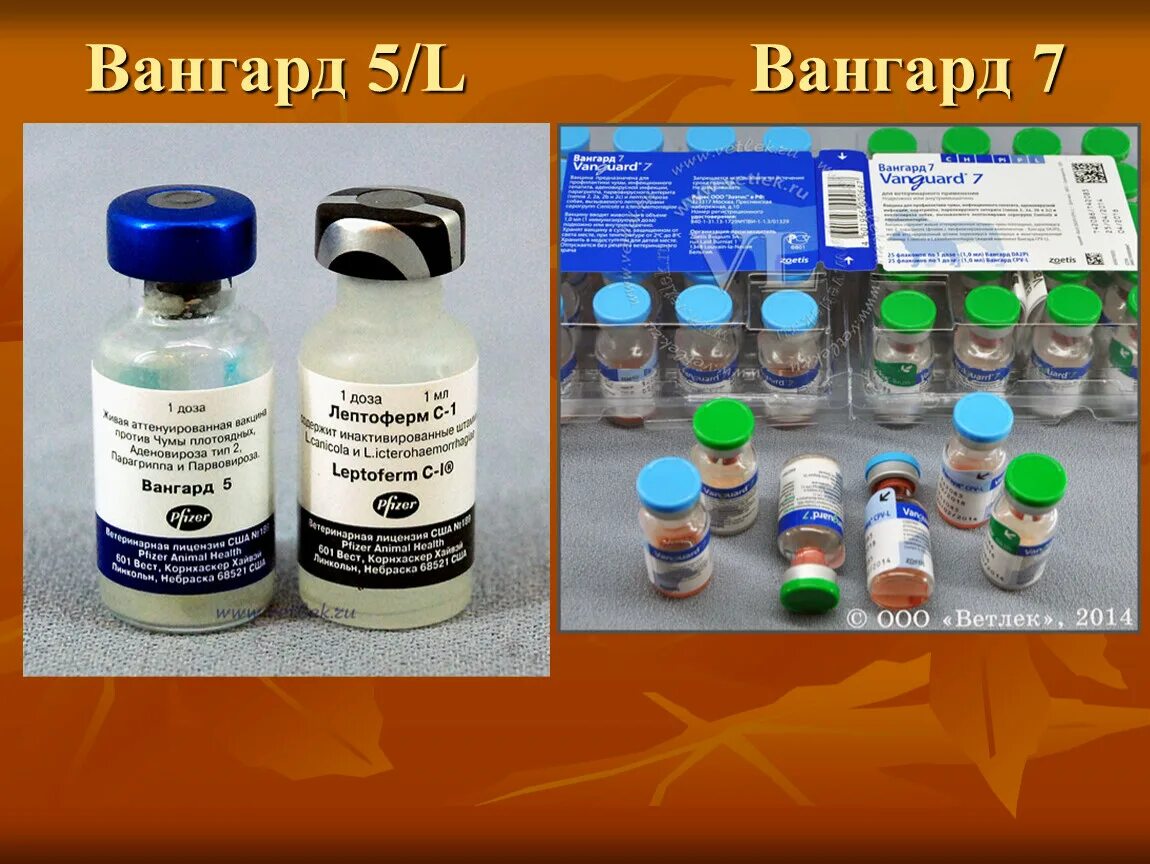 Вакцина вангард для собак отзывы. Вангард плюс 5 l4. Вангард плюс 5l/4 CV. Вакцина Вангард 5. Авангард 5 вакцина для собак.