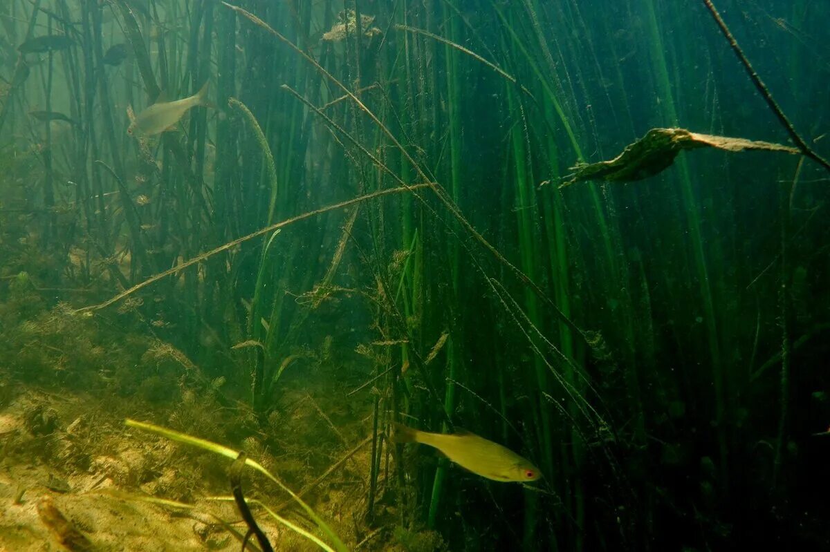 В воде рыбы водоросли. Речное дно. Дно реки. Дно озера. Река под водой.