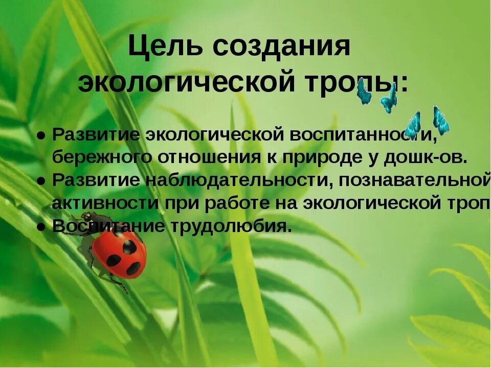 Цель и задачи проекта благоустройства территории. Задачи развития детского сада. Экологическое воспитание. Яблоневый сад проект. Цели и задачи экологического воспитания дошкольников.