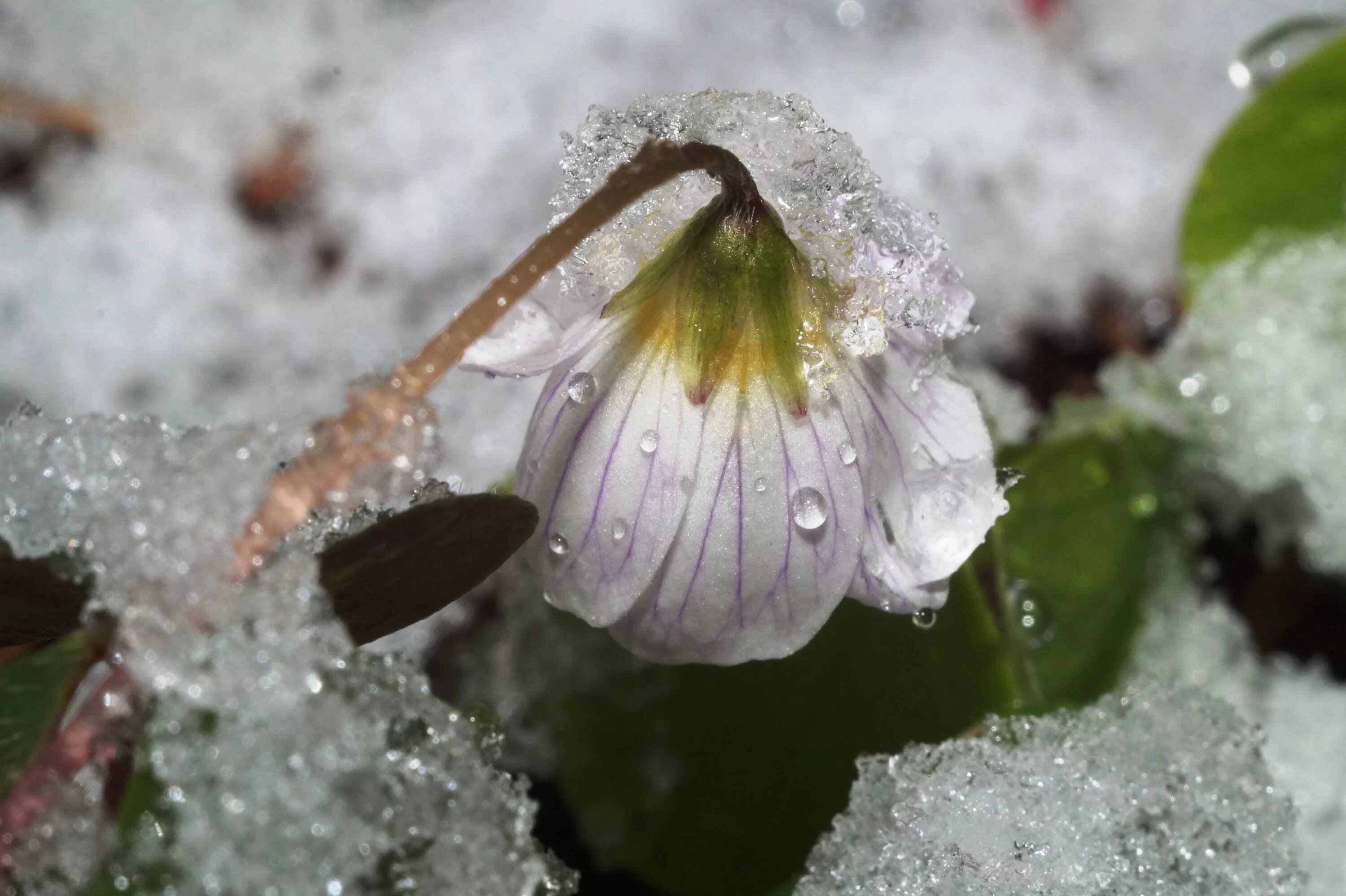 Весенние заморозки. Снег и Кисличка. Растения под снегом. Кислица зимой под снегом.