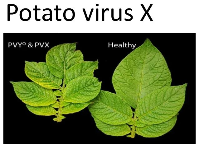 Viruses potato