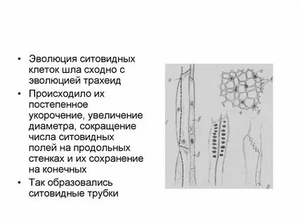 Клетки спутницы являются мертвыми