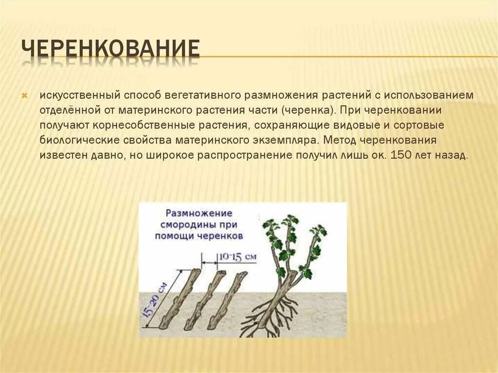 Что используют растения для размножения