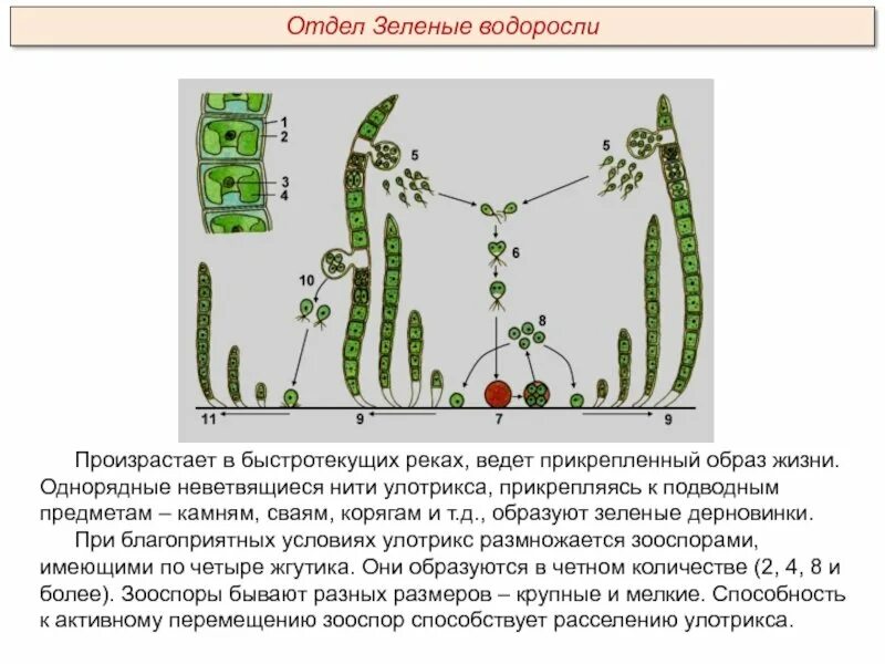 Способ размножение водоросль улотрикс. Нитчатая водоросль улотрикс. Улотрикс цикл размножения. Улотрикс жизненный цикл. Размножение улотрикса.