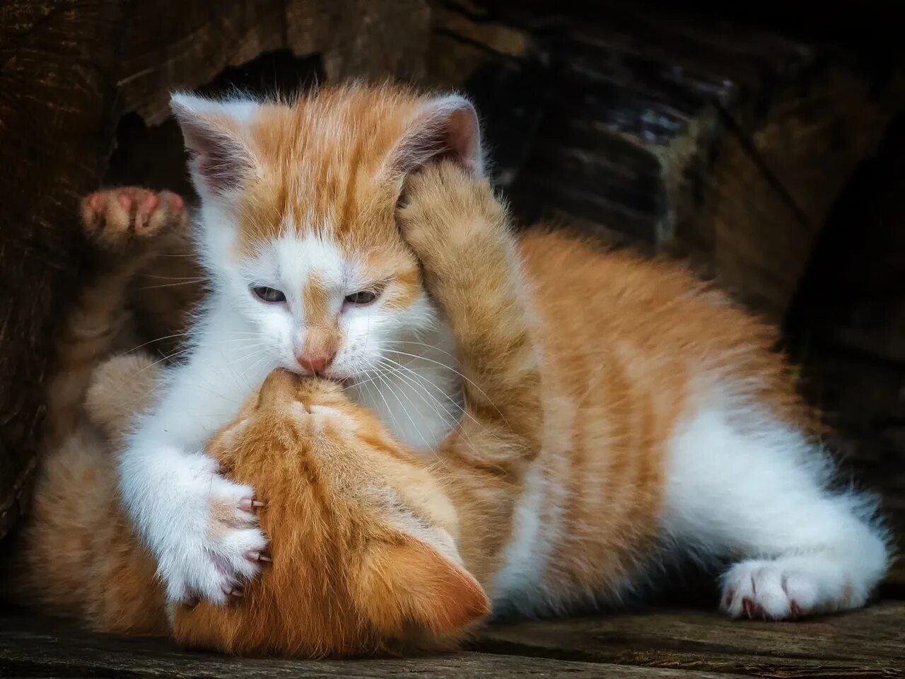 Кот целует. Рыжая кошка. Рыжий котёнок. Рыжая кошка с котятами. Муж кису