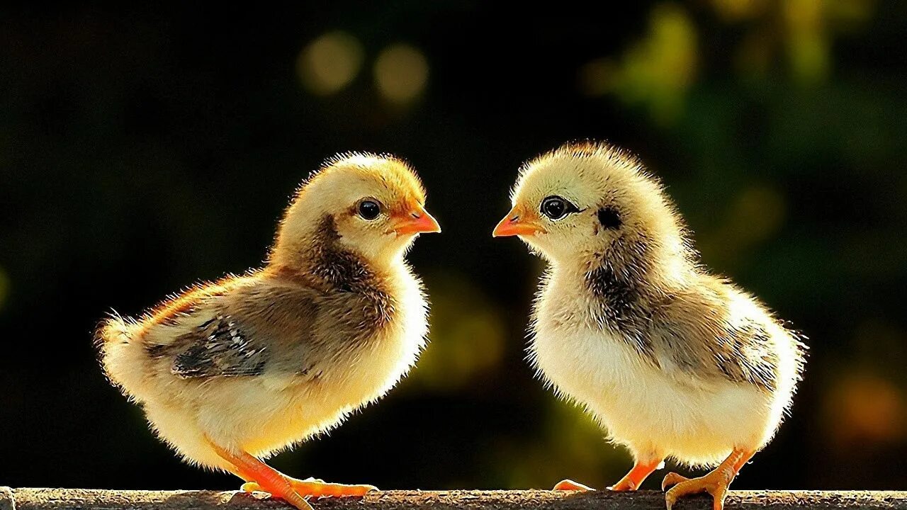 2 chicks. Цыпленок. Красивые цыплята. Маленькие цыплята. Цыплята фото.