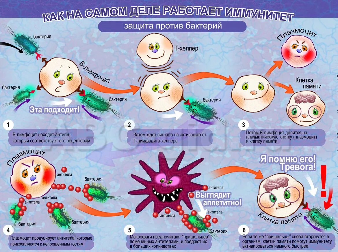 Схема выработки иммунитета человека. Защита организма от микробов. Иммунитет против вирусов. Иммунитет против вирусов и бактерий. Иммунные детские
