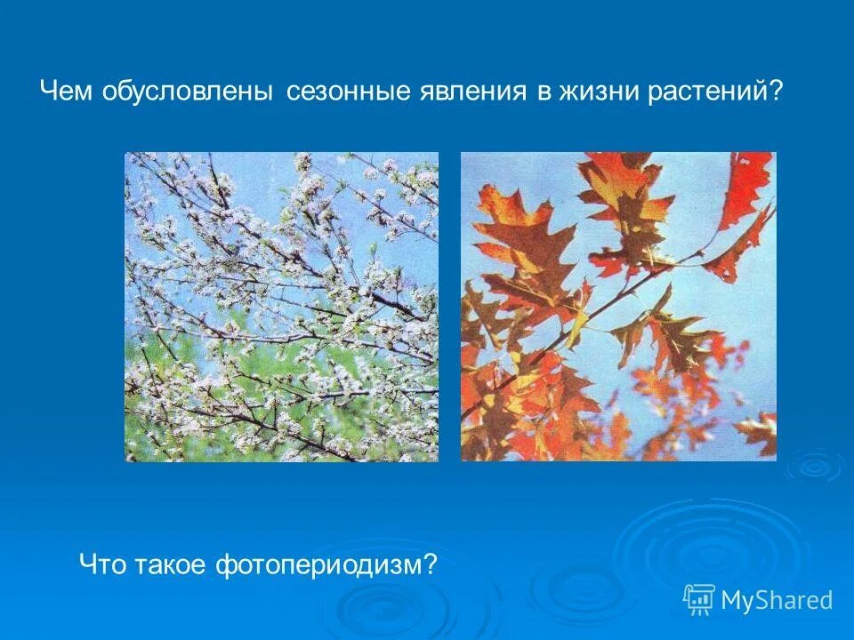 Сезонные изменения весной 5 класс. Сещоонве явления в жизни растений. Сезонные явления в жизни растений. Сезонные явления в жизни растений и животных. Явления из жизни растений.