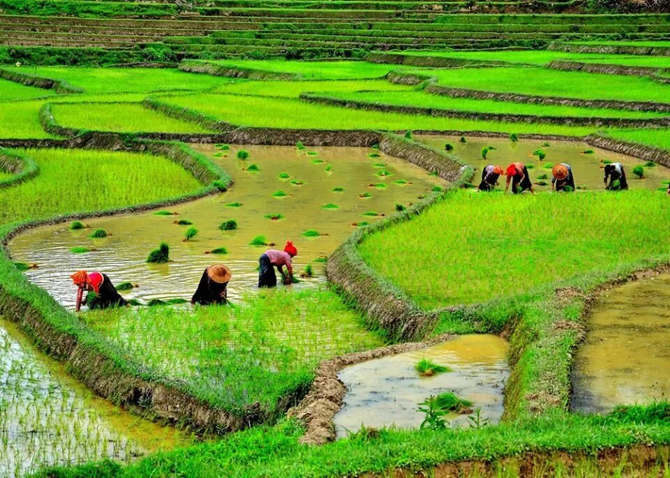 Ресурсы малайзии. Мьянма сельское хозяйство. Лаос земледелие. Сельскохозяйство Индии. Лаос сельское хозяйство.