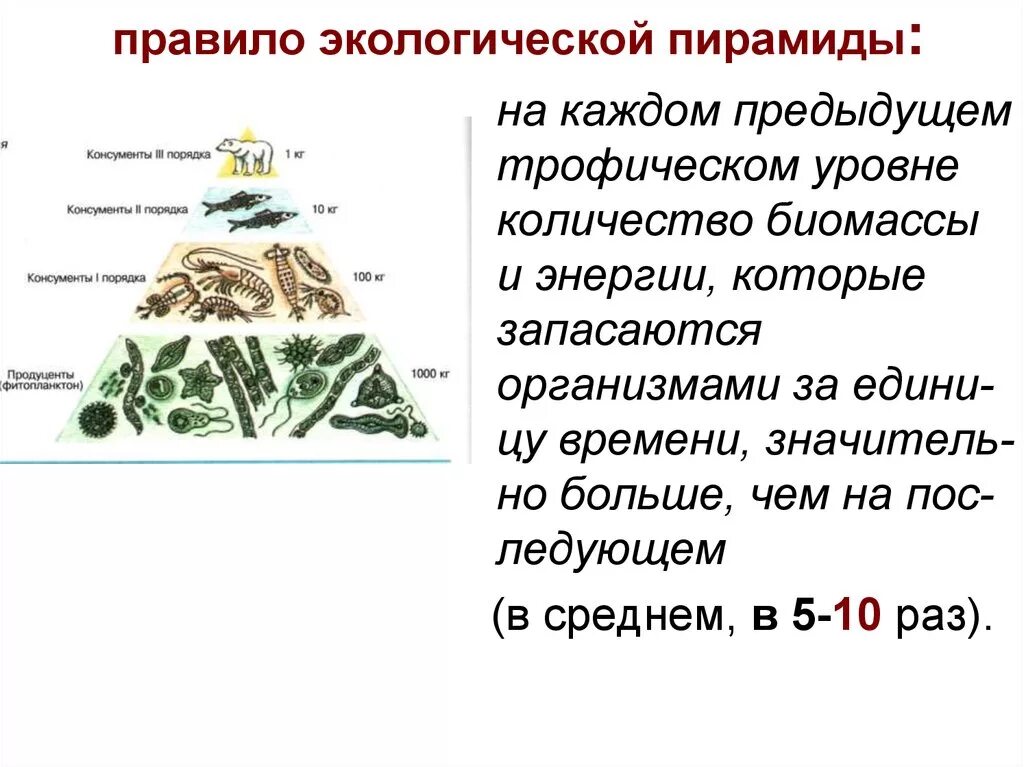 Экологические пирамиды чисел биомассы энергии. Экологическая пирамида это в биологии 11 класс. Правило экологической пирамиды биомасс. Правило экологической пирамиды. Пирамида биомассы..