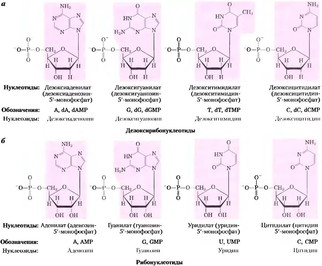 Формулы нуклеотидов. Формулы нуклеотидов биохимия. Формула нуклеотида ДНК. Нуклеозиды ДНК формулы. Нуклеотида дезоксирибонуклеиновой кислоты формула.