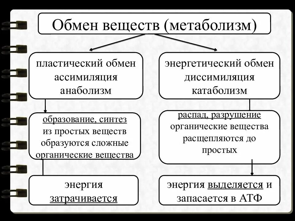 Органические вещества при пластическом обмене