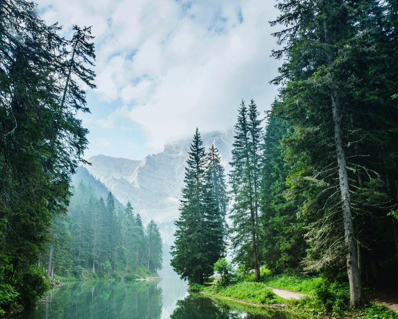 тишина в лесу. Forest silence. лес безмолвия. звуки тишины лес. звуки тишины лес.