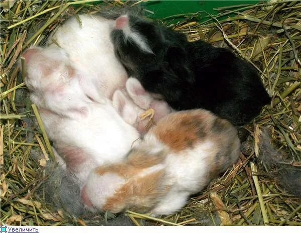 Новорожденные крольчата. Крольчата после рождения. Детеныш кролика.