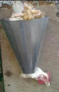 Как забить бройлера