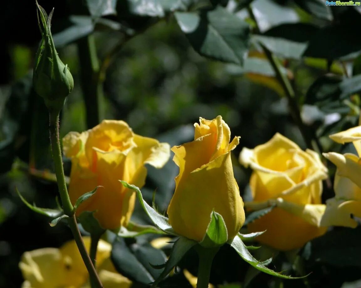 роза йеллоу айленд. роза илиос эльторо. роза клео желтая. что символизируют желтые розы. желтые розы символ.