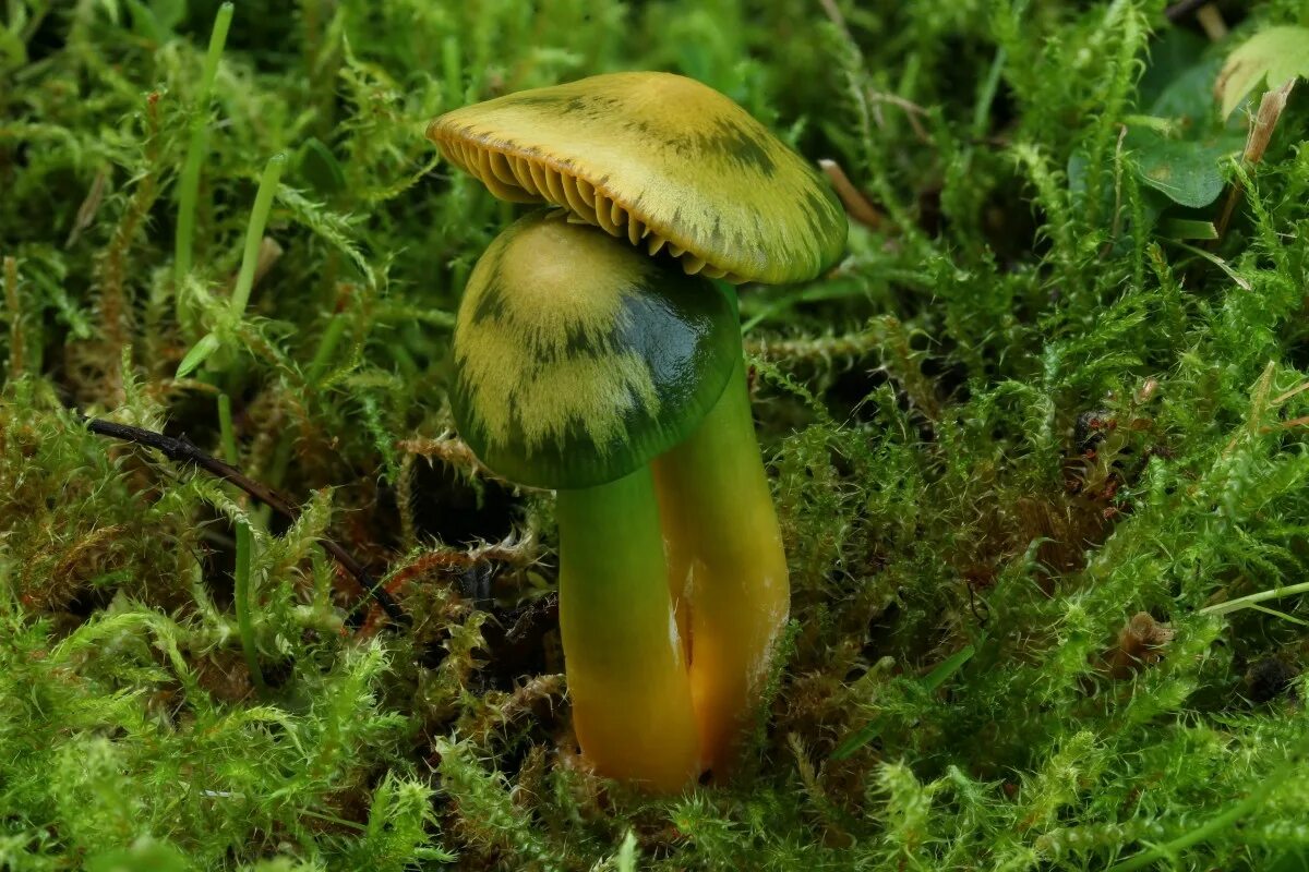 Stropharia aeruginosa