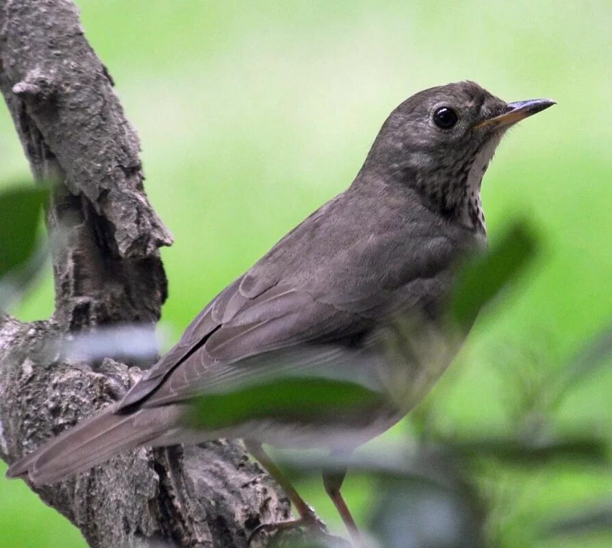 Темно серая птица. Серый Дрозд (Grey Catbird). Дрозд дымчатый. Дрозд Бикнелла. Птицы Подмосковья Дрозд.