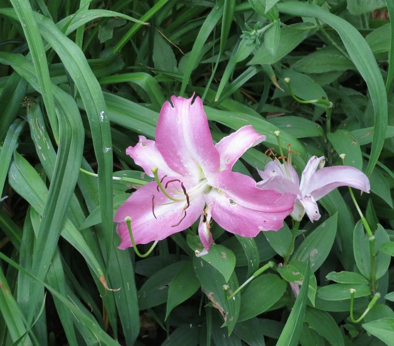 Лилия Пинк блоссом. Лилия Pink Blossom. Лилия Кэнди блоссом. Лилия Пэррот Пинк Кариба. Сиреневая лилия фото