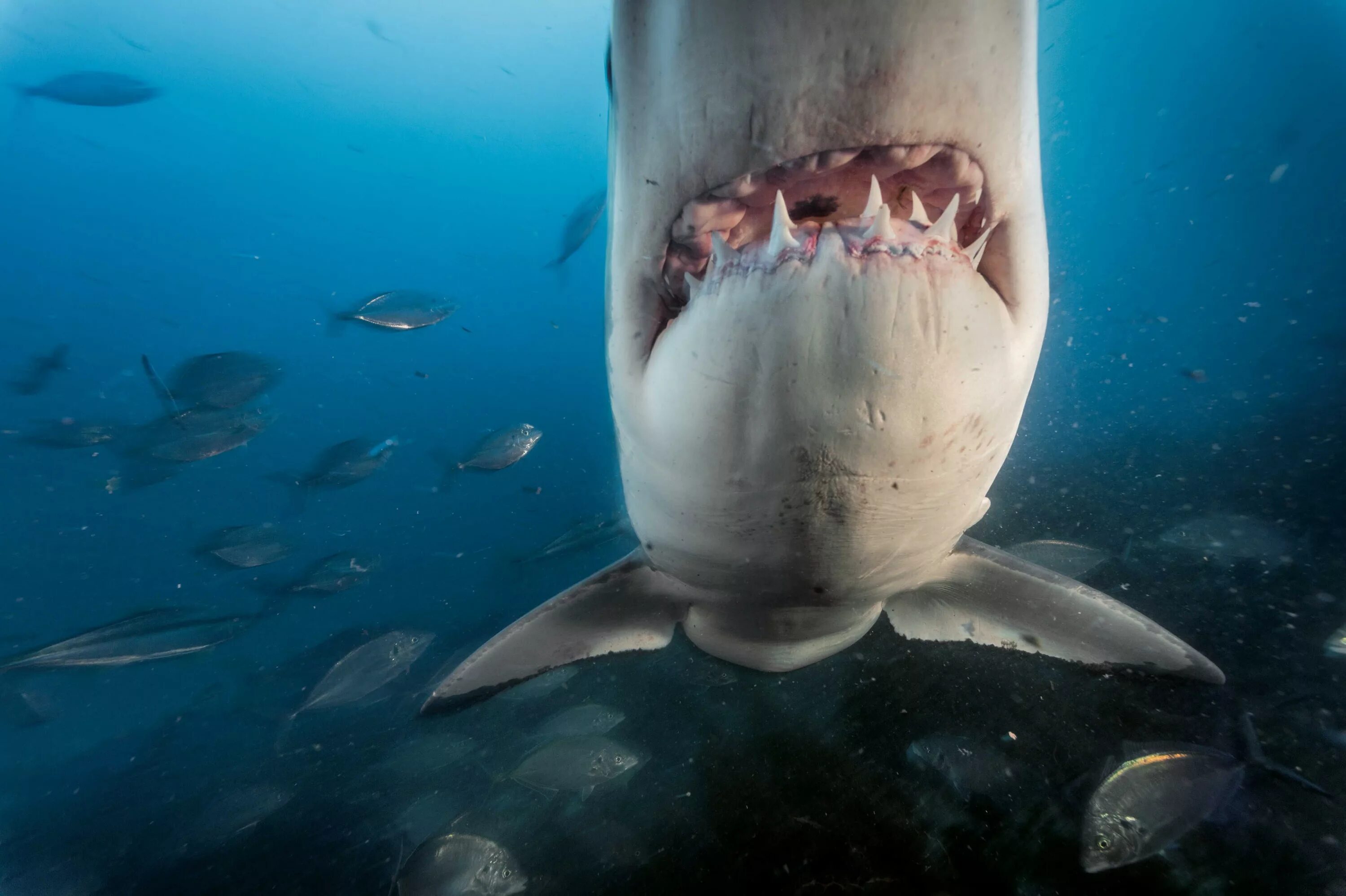 Акула снизу. Большая белая акула кархародон. Акулы Средиземного моря. Самые опасные акулы Средиземного моря. Большая белая акула National Geographic.