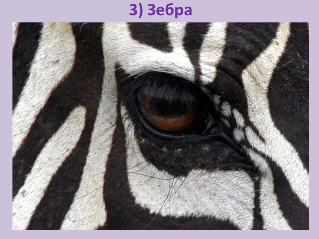 Whose eyes are these. Глаза животных. Зрачок зебры. Глаз зебры. Глаза животных Зебра.