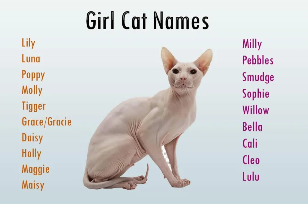 Имена для кошек. Имя для кошечки. Красивые имена для кошек девочек. Имя для котика.