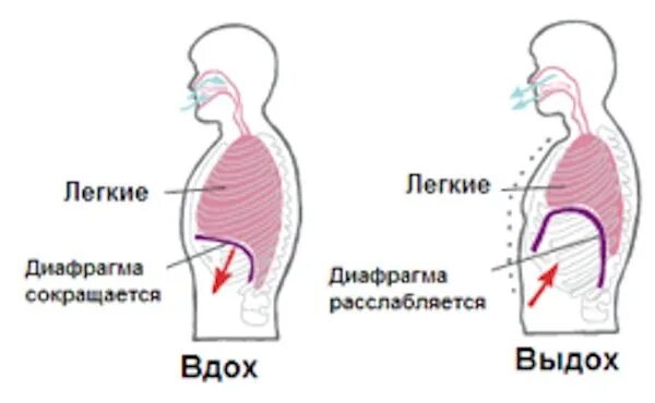 Вдох выдох выдох впр. Диафрагмальное дыхание. Диафрагма на вдохе. Дыхательная гимнастика диафрагмальное дыхание. Диафрагма и легкие.