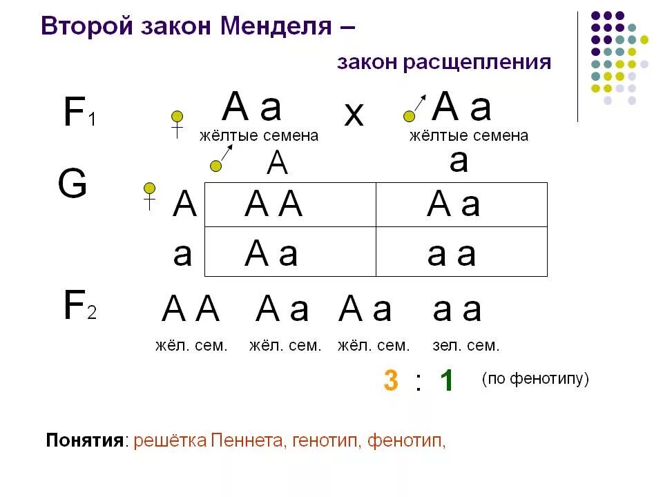 1 И второй закон Менделя. 2 Закон Грегора Менделя. Второй закон Менделя кратко схема. 2 Закон Менделя закон расщепления.