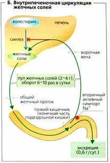 Чем нейтрализовать желчь