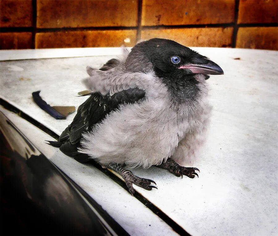 слеток грача. грачонок птенец. птенец ворона. птенец грача. птенец черного ворона.