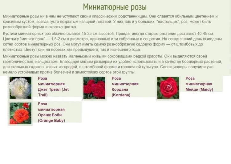роза миниатюрная компэшин роза. роза дегенхарт миниатюрная. миниатюрные розы описание. Bigoudi (бигуди) роза. роза флорибунда дегенхарт.