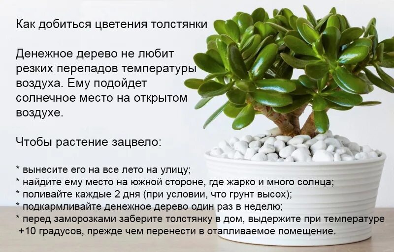 Денежное дерево в адопт ми. Денежное дерево в адопт ми