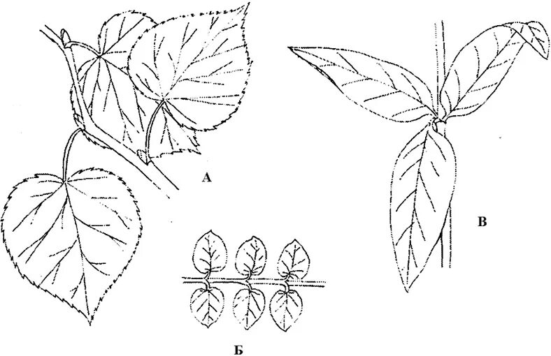 Сирень расположение листьев. Листорасположение груши. Листорасположение липы. Лист липы листорасположение. Листорасположение листьев липы.
