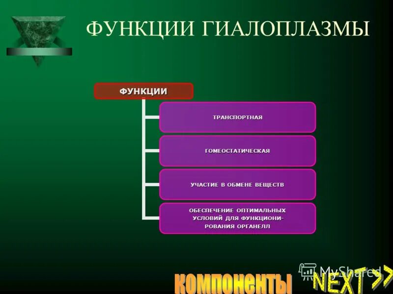 функции гиалоплазмы