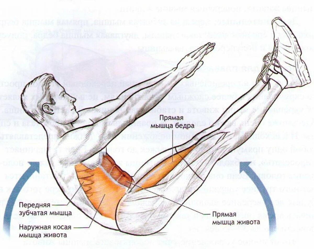 Поперечная мышца живота как накачать. Упражнения для пресса. Упражнения для мышц живота. Мышцы задействованные при подъеме ног. Упражнения на брюшной пресс.