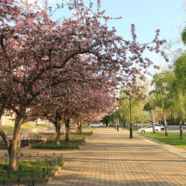 Красноярская сакура. Сакура дерево. Сакура в Красноярске дерево. Цветущие деревья Красноярска. Китай дерево розовое.