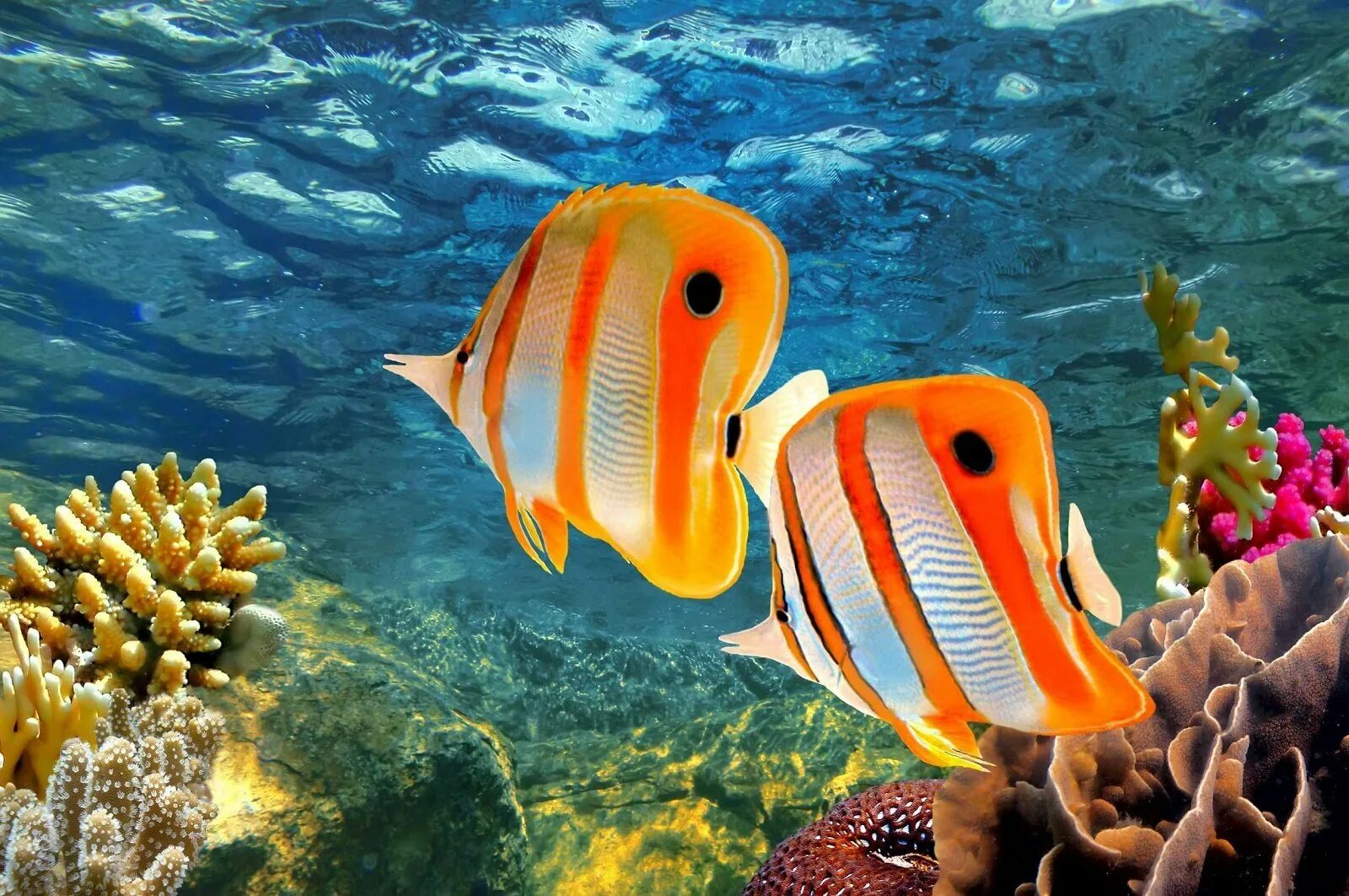 Большой Барьерный риф рыбы. Барьерный риф Австралии рыба бабочка. Хелмон рыба. Риф бабочка Фиджи. Про рыб океана