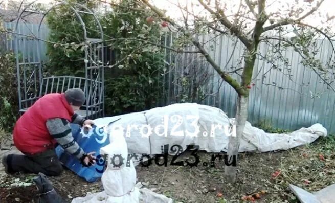 Как правильно укрыть плетистую розу на зиму. Укрытие плетистых роз на зиму фото.