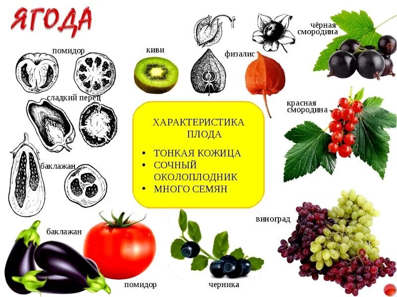 Какие овощи являются ягодами