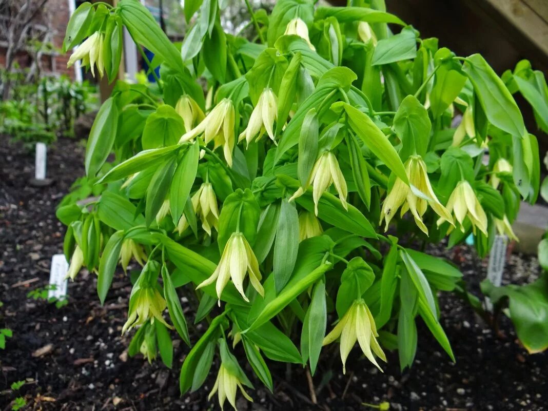 Увулярия крупноцветковая. Увулярия крупноцветковая (uvularia grandiflora). Grandiflora увулярия. Увулярия крупноцветковая фото и описание. Увулярия грандифлора.