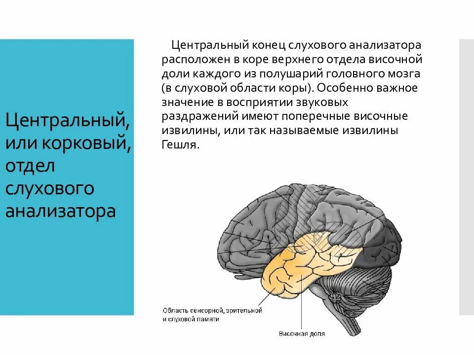 Корковый отдел слухового анализатора. Центр слухового анализатора расположен. Центральный отдел слухового анализатора. Центральный корковый отдел анализатора. Доли мозга расположение