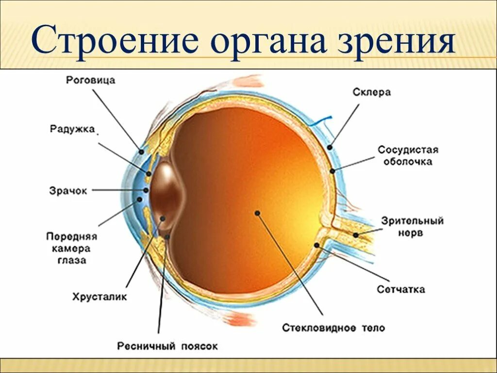 Элементы органы зрения. Строение глаза роговица радужка. Строение глазного анализатора. Строение оптического аппарата зрительного анализатора. Внутренняя оболочка глаза сетчатка.