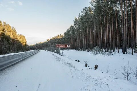 Красный бор сколько
