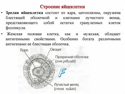 Какие функции выполняет яйцеклетка