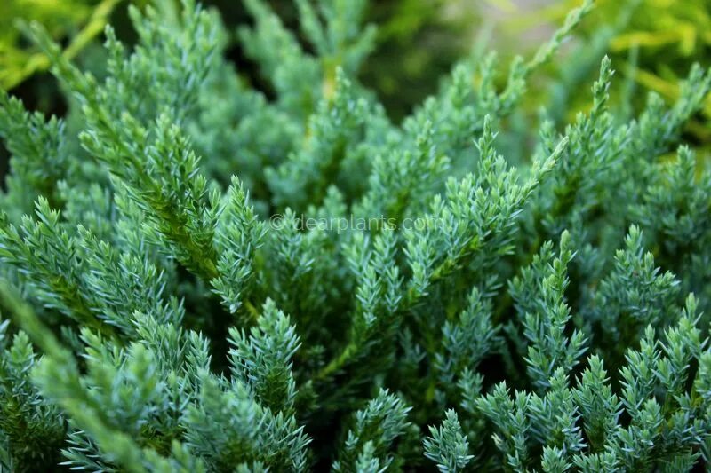 Можжевельник форест. Juniperus horizontalis блю чип. можжевельник казацкий блю чип. можжевельник чешуйчатый блю чип. можжевельник горизонтальный blue chip.