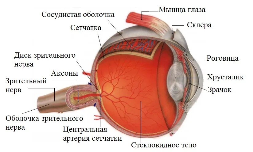 Цвет сосудистой оболочки. Зрительный нерв анатомия оболочки офтальмология. Диск зрительного нерва сетчатки анатомия. Оболочки зрительного нерва анатомия. Строение зрительного нерва глаза офтальмология.