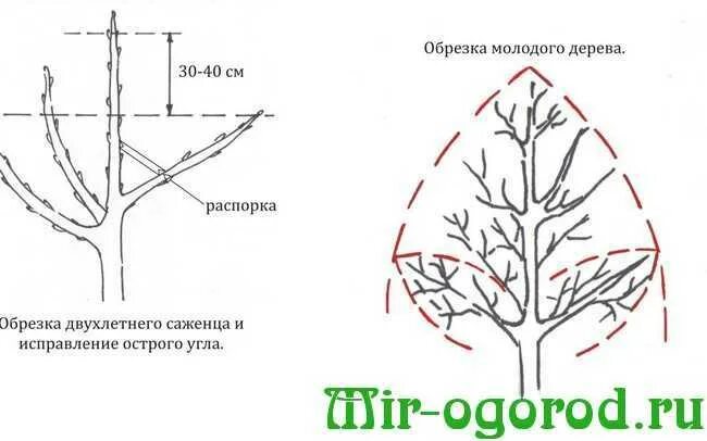 Обрезка плодовых деревьев весной в подмосковье сроки. Схема обрезки яблони весной. Обрезка плодовых деревьев весной. Схема обрезки плодовых деревьев весной. Обрезка яблони весной двухгодичной.