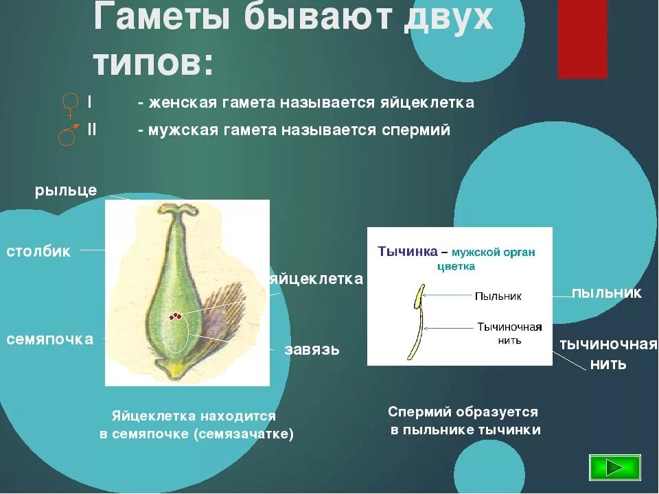 Гаметы. Оплодотворение у животных и растений. Гаметы бывают. Строение женских гамет у растений.