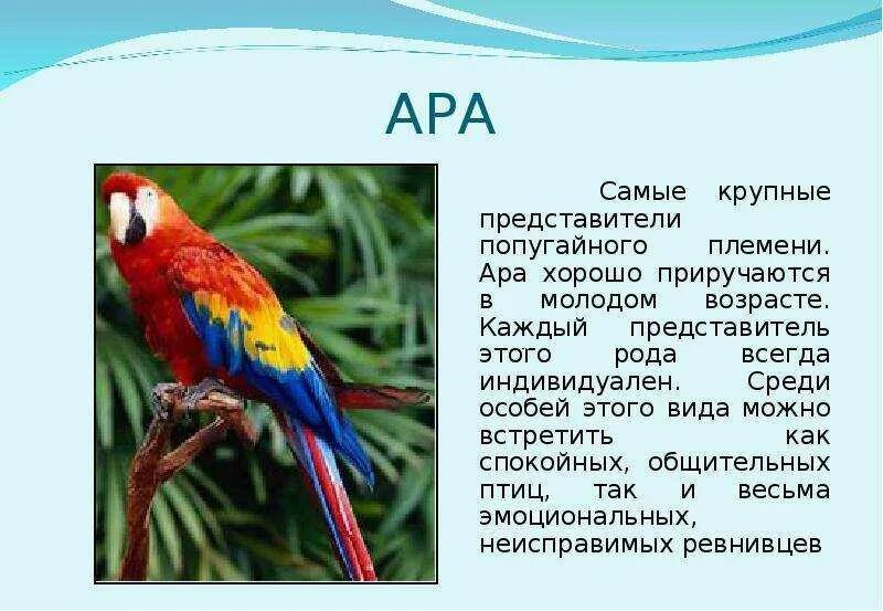 Ара текст. Попугай ара описание для детей. ара попугай доклад 4 класс. рассказ про попугая ара. попугай ара рассказ 2 класс.