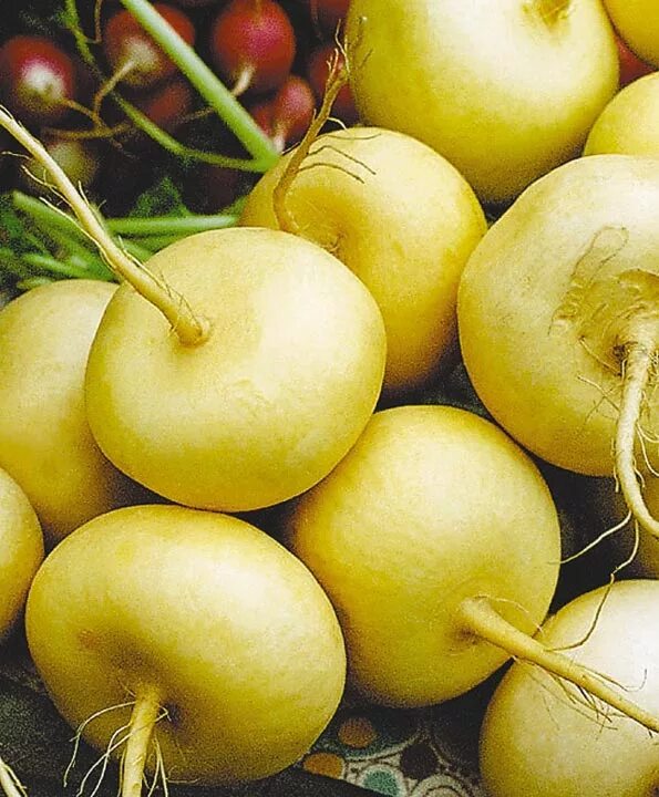 Репа (brassica rapa). Репа фото. Репа отзывы. Турнепс (brassica rapa). Репа отзывы.